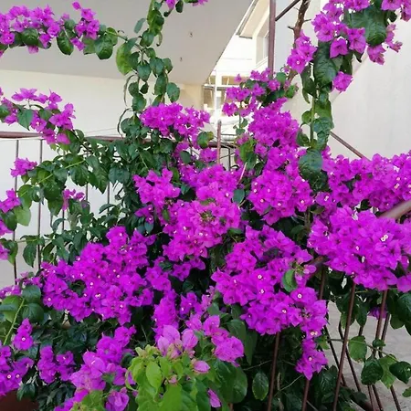 Appartamento Rosa