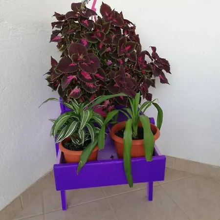Rosa * Supetar